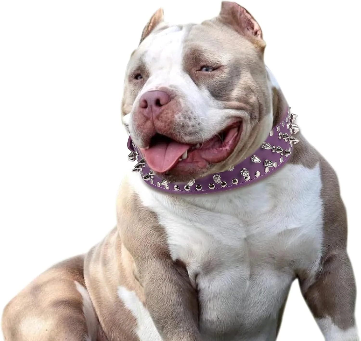 Hoot PU Leather Adjustable Spiked Studded Dog Collar 2" Wide 37 Spikes (M(Neck 19"-22"), Purple)